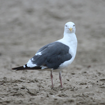 Western Gull